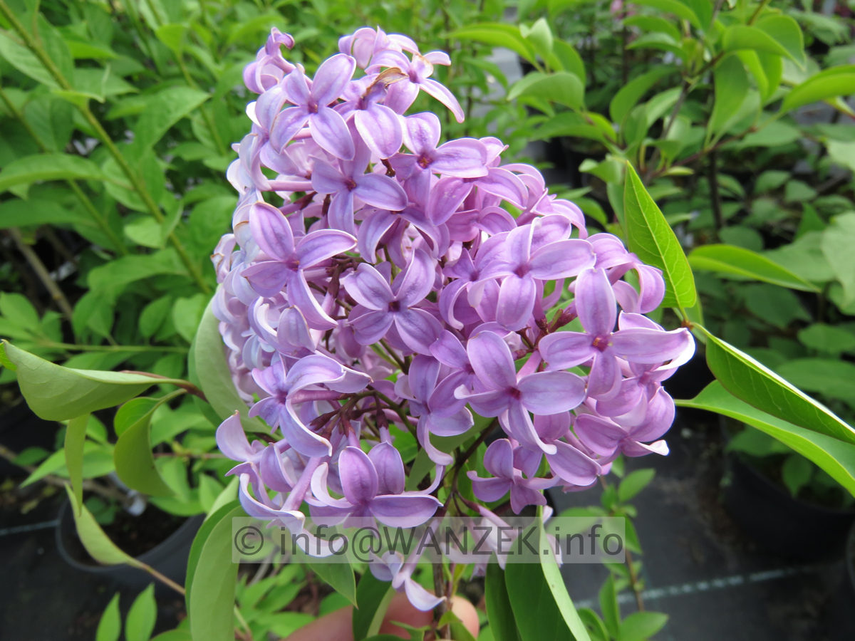 Syringa chinensis Saugeana 02.JPG